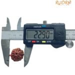 Ganesha Rudraksha 22.90 Mm