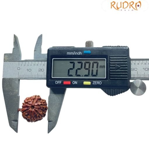 Ganesha Rudraksha 22.90 Mm