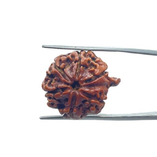 Ganesha Rudraksha 22.90 Mm