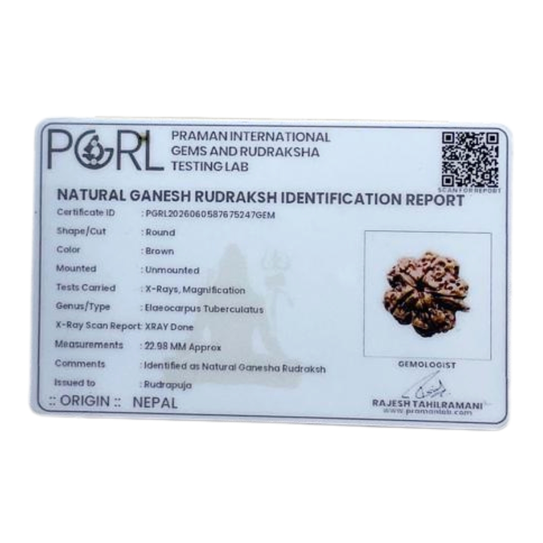 Ganesha Rudraksha 22.98 MM