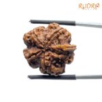 Ganesha Rudraksha 22.98 MM