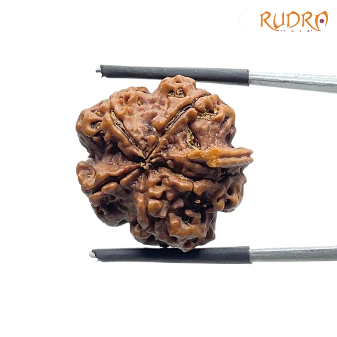 Ganesha Rudraksha 22.98 MM