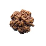 Ganesha Rudraksha 22.98 MM