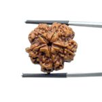 Ganesha Rudraksha 22.98 MM