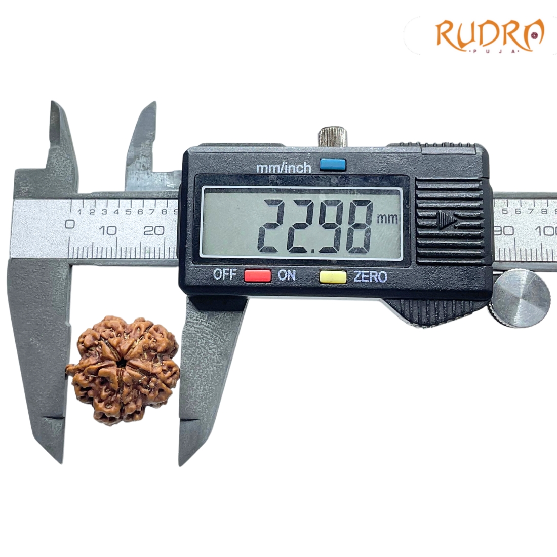 Ganesha Rudraksha 22.98 MM