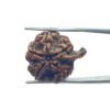 Ganesha Rudraksha 23.48 Mm
