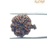 Ganesha Rudraksha 23.48 MM