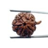Ganesha Rudraksha - (27.70 Mm) - (Rudrapuja) 27 Ganesha Rudraksha - (27.70 Mm)