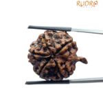Ganesha Rudraksha - (27.70 MM)