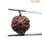 Ganesha Rudraksha - (27.70 Mm) - (Rudrapuja) 8 Ganesha Rudraksha - (27.70 Mm)