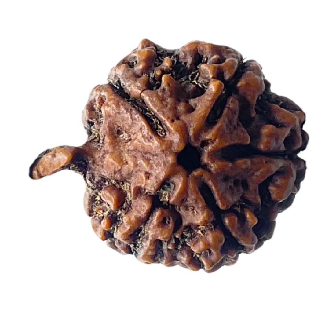 Ganesha Rudraksha - (27.70 Mm) - (Rudrapuja) 4 Ganesha Rudraksha - (27.70 Mm)