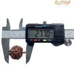 Ganesha Rudraksha - (27.70 Mm) - (Rudrapuja) 10 Ganesha Rudraksha - (27.70 Mm)