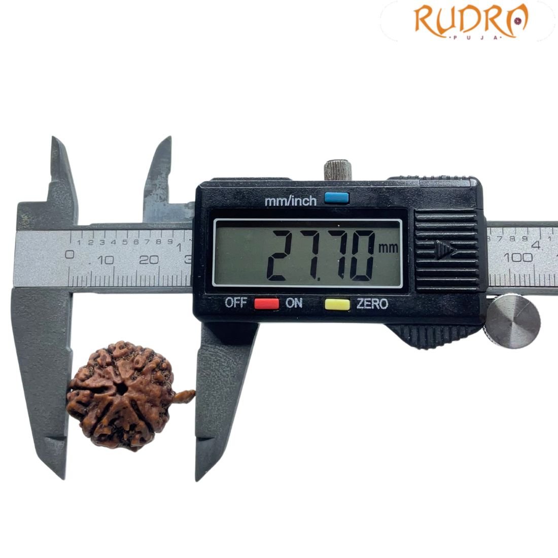 Ganesha Rudraksha - (27.70 Mm) - (Rudrapuja) 5 Ganesha Rudraksha - (27.70 Mm)