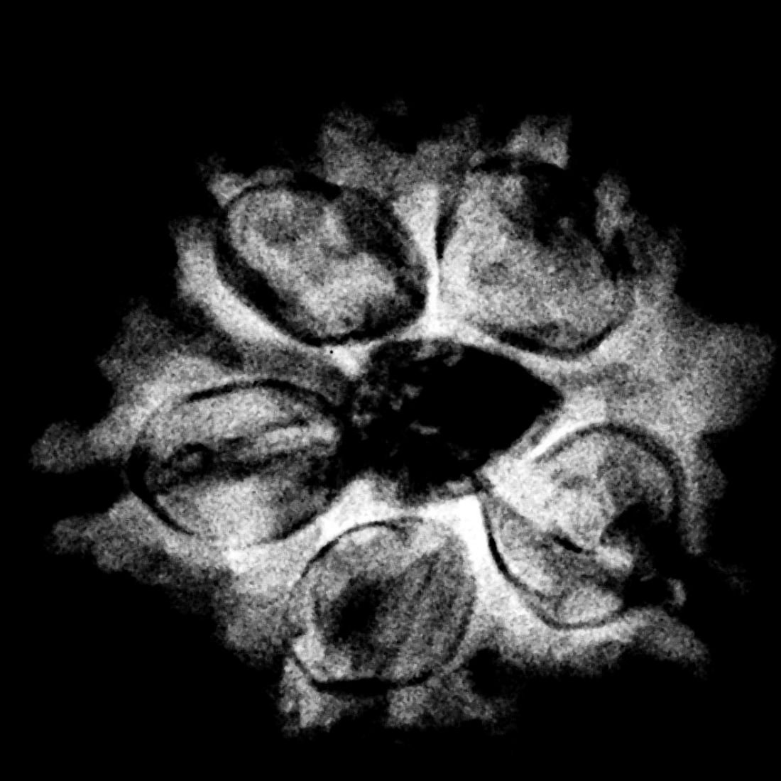 Ganesha Rudraksha - (27.70 Mm) - (Rudrapuja) 6 Ganesha Rudraksha - (27.70 Mm) - (Rudrapuja) - Image 6