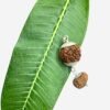 Gemini (Mithun) Combination 6 &Amp; 13 Mukhi 10 Rudraksha Combination