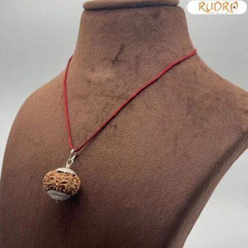 Rudraksha For Administration,Authority, Physical Stamina
