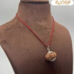 Rudraksha for administration,authority, physical stamina