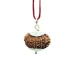 Rudraksha For Administration,Authority, Physical Stamina