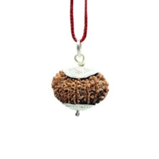 Rudraksha For Administration,Authority, Physical Stamina