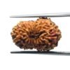 16 Mukhi Rudraksha