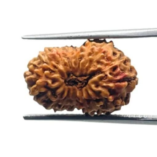 16 Mukhi Rudraksha