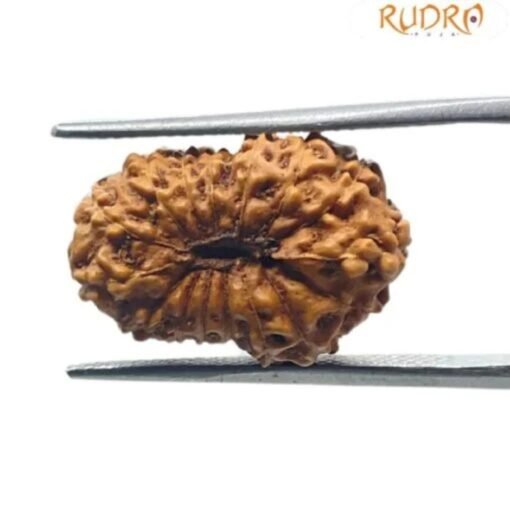 16 Mukhi Rudraksha