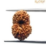 16 Mukhi Rudraksha