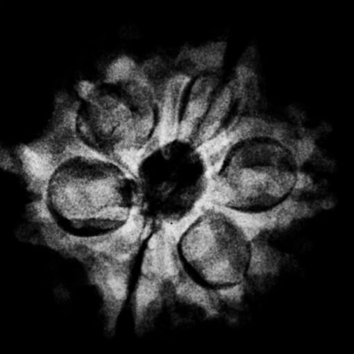 ganesha rudraksha 22.90 mm x-ray