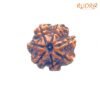 7 Mukhi Nepal Rudraksha (20.66 Mm) 13 7 Mukhi Nepal Rudraksha (20.66 Mm)