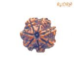 7 Mukhi Nepal Rudraksha (20.66 Mm)