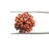 7 Mukhi Nepal Rudraksha ( 19.32 Mm)