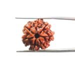 7 Mukhi Nepal Rudraksha ( 19.32 MM)