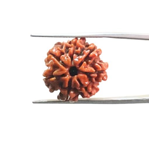 7 Mukhi Nepal Rudraksha ( 19.32 Mm)
