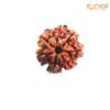 7 Mukhi Nepal Rudraksha ( 19.32 Mm) 13 7 Mukhi Nepal Rudraksha ( 19.32 Mm)