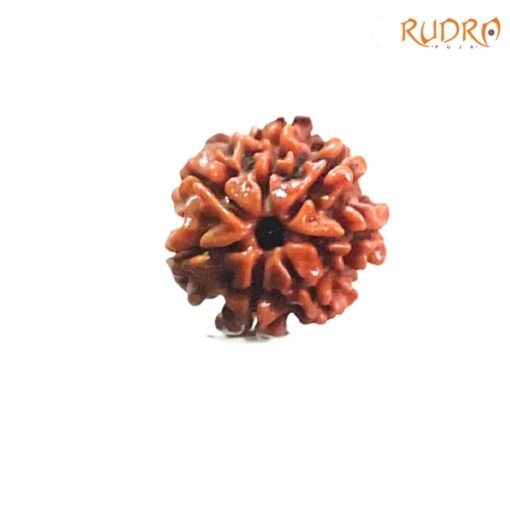 7 Mukhi Nepal Rudraksha ( 19.32 Mm)