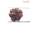 7 Mukhi Nepal Rudraksha (20.66 Mm) 14 7 Mukhi Nepal Rudraksha (20.66 Mm)