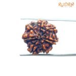 7 Mukhi Nepal Rudraksha (20.66 Mm)