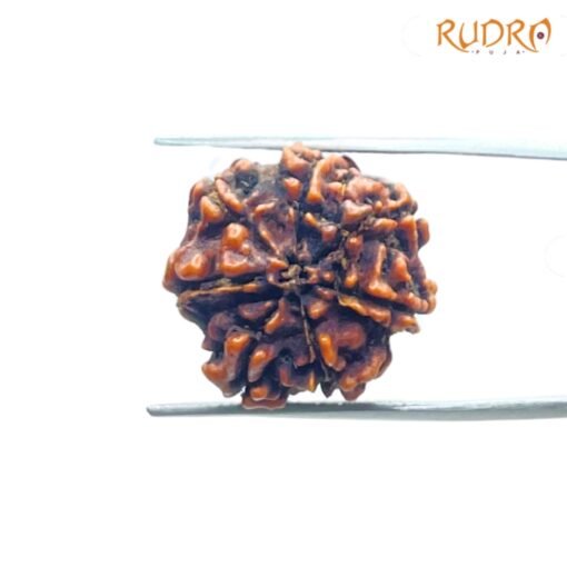 7 Mukhi Nepal Rudraksha (20.66 Mm)