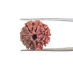 7 Mukhi Nepal Rudraksha (19.85MM)