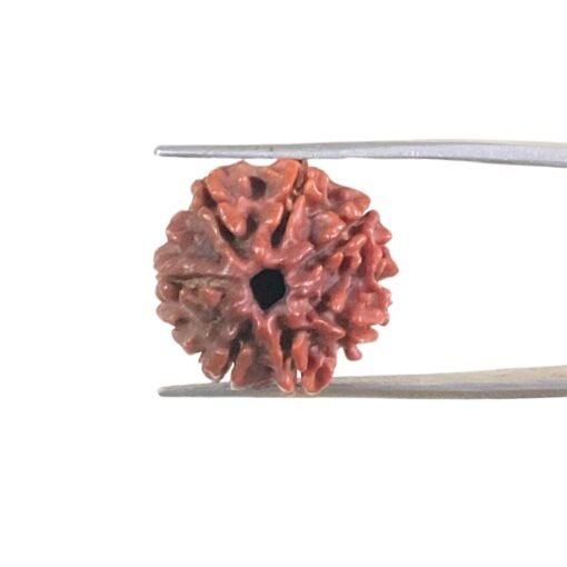 7 Mukhi Nepal Rudraksha (19.85Mm)