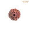7 Mukhi Nepal Rudraksha (19.85Mm) 12 7 Mukhi Nepal Rudraksha (19.85Mm)