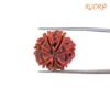 7 Mukhi Nepal Rudraksha (19.85Mm) 11 7 Mukhi Nepal Rudraksha (19.85Mm)