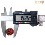 7 Mukhi Nepal Rudraksha (19.85Mm)
