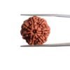 7 Mukhi Nepal Rudraksha (20.52 Mm) 35 7 Mukhi Nepak Rudraksha 20.52 Mm
