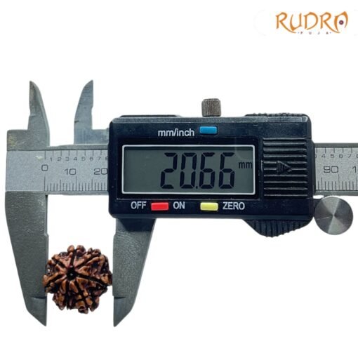 7 Mukhi Nepal Rudraksha (20.66 Mm)