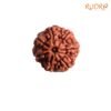 7 Mukhi Nepak Rudraksha 20.52 Mm