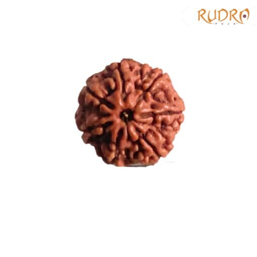 7 Mukhi Nepak Rudraksha 20.52 MM