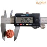 7 Mukhi Nepak Rudraksha 20.52 Mm