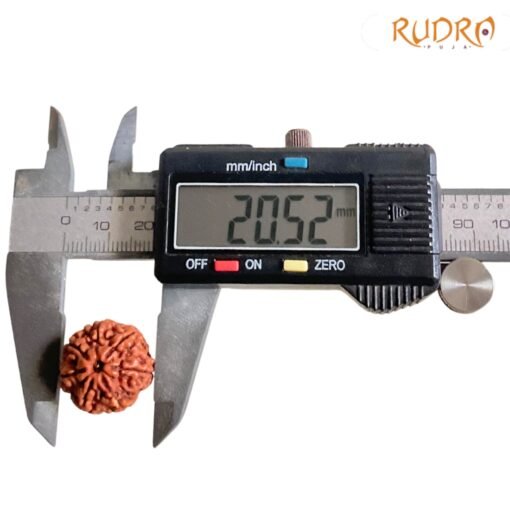 7 Mukhi Nepak Rudraksha 20.52 MM