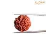 7 Mukhi Nepak Rudraksha 20.52 Mm